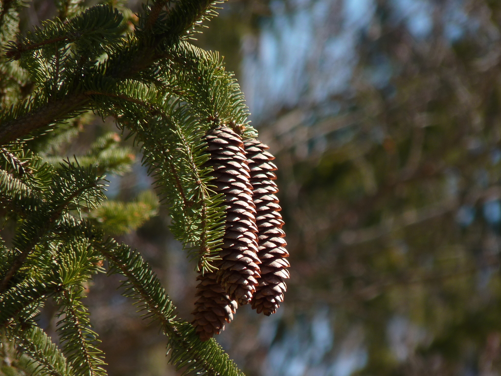No s'ha trobat l'arxiu